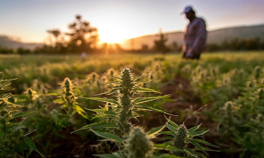 Certified USDA Organic Colorado Hemp